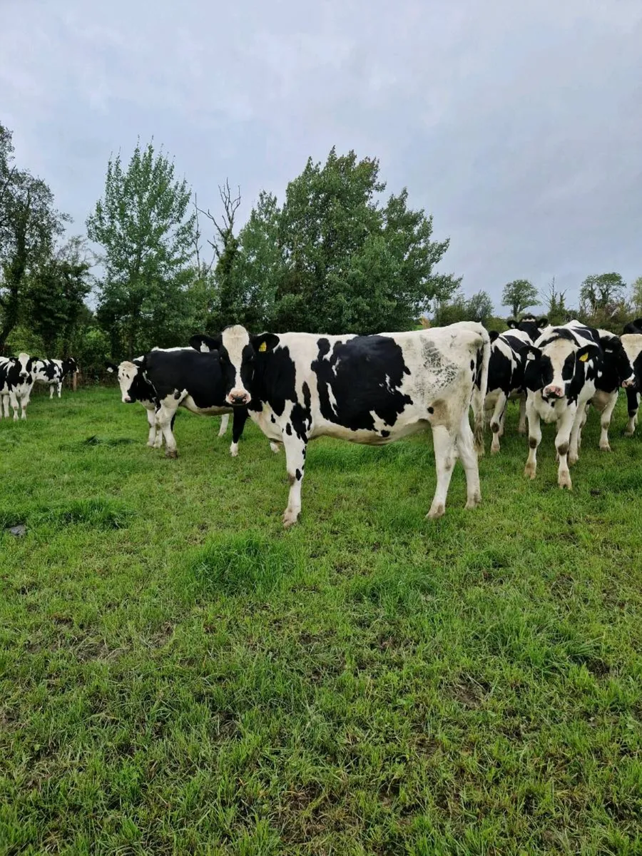 20 incalf heifers - Image 1