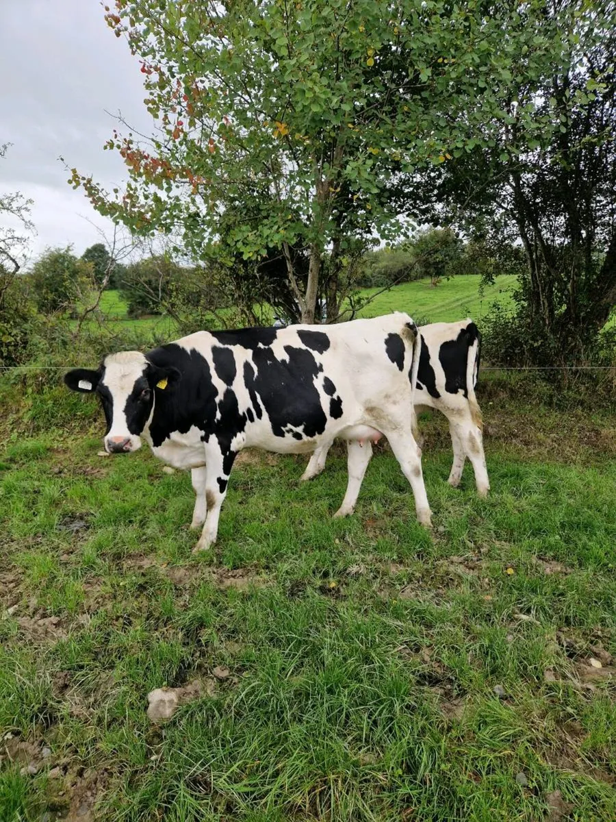 20 incalf heifers - Image 4