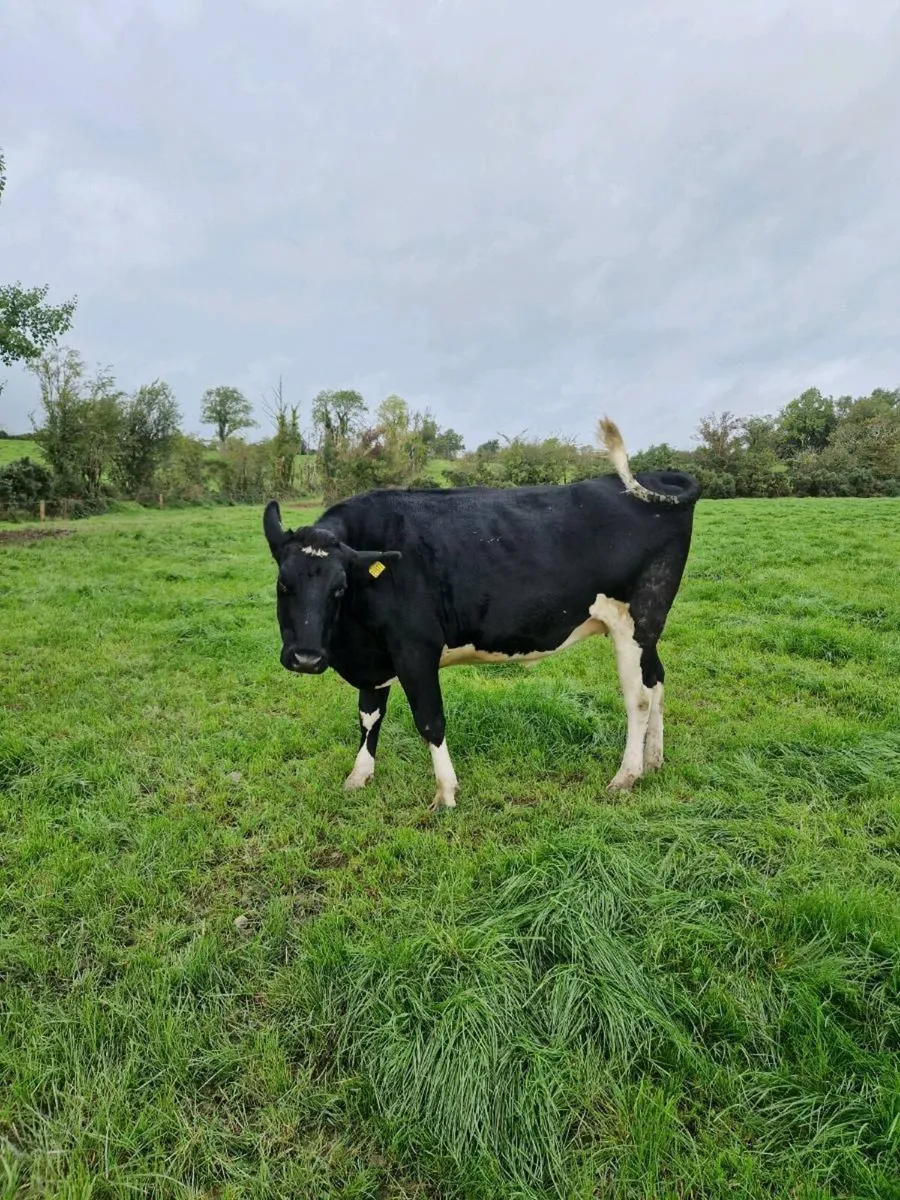 20 incalf heifers - Image 2