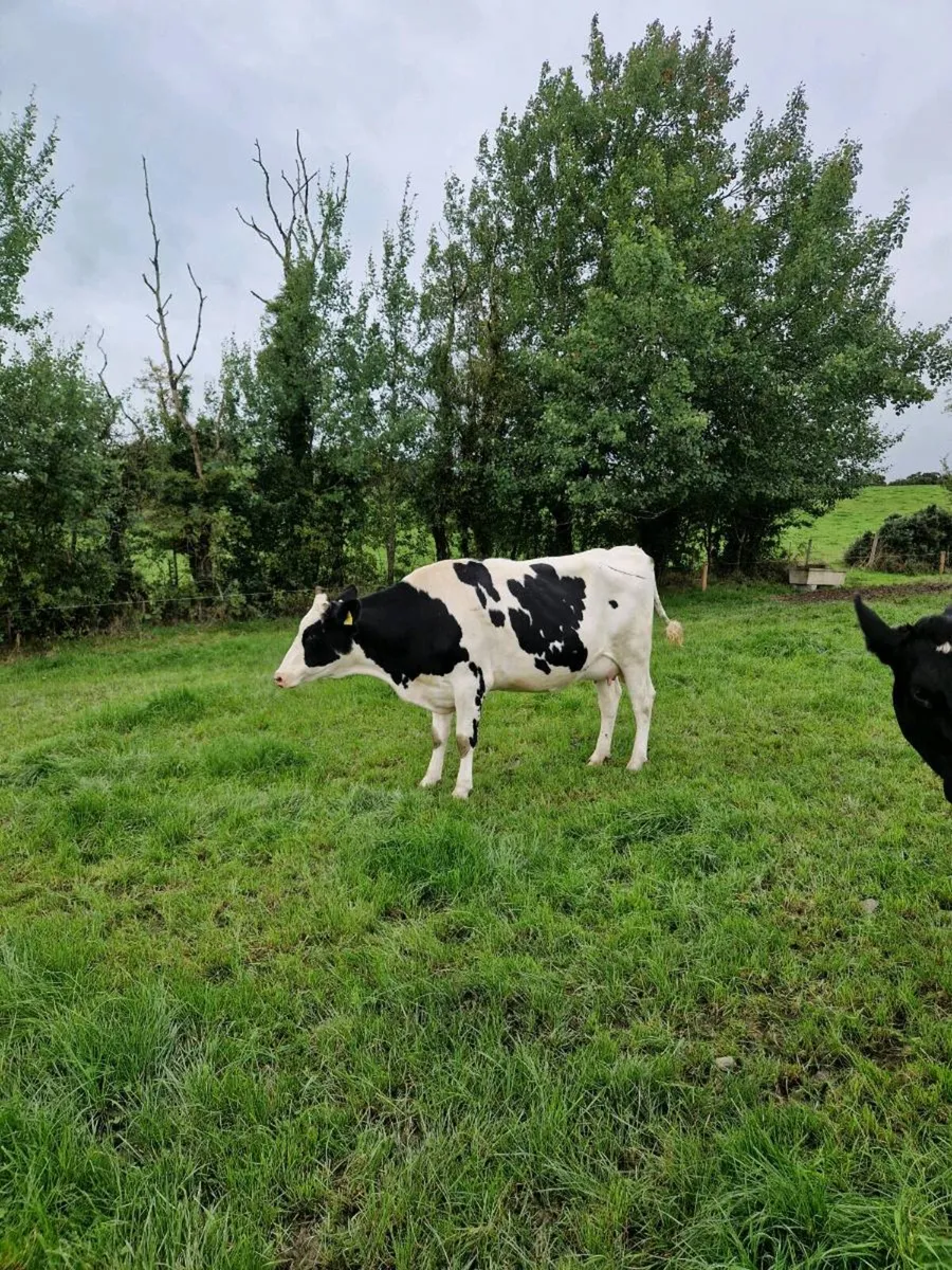 20 incalf heifers - Image 3