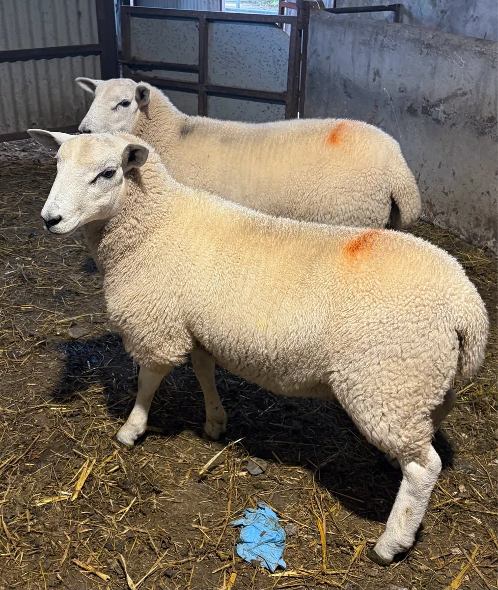 Lleyn Ram Lambs PBNR - Image 2