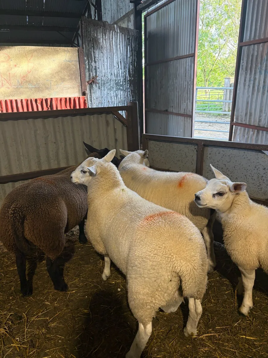 Lleyn Ram Lambs PBNR - Image 3