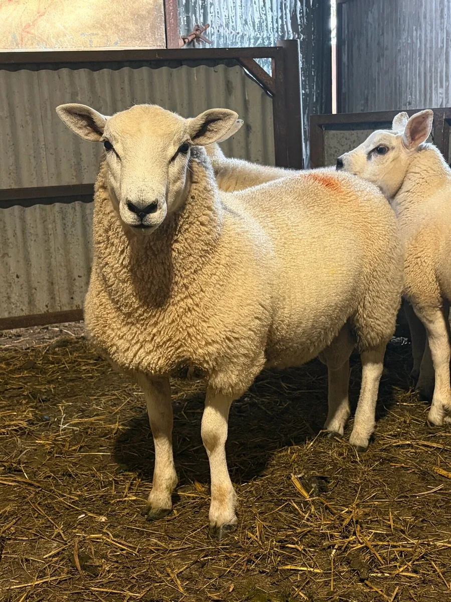 Lleyn Ram Lambs PBNR - Image 1