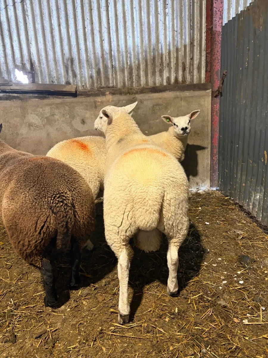 Lleyn Ram Lambs PBNR - Image 4