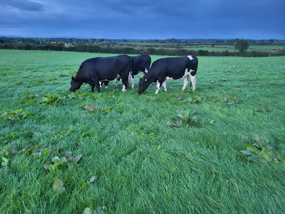 Incalf heifers - Image 4