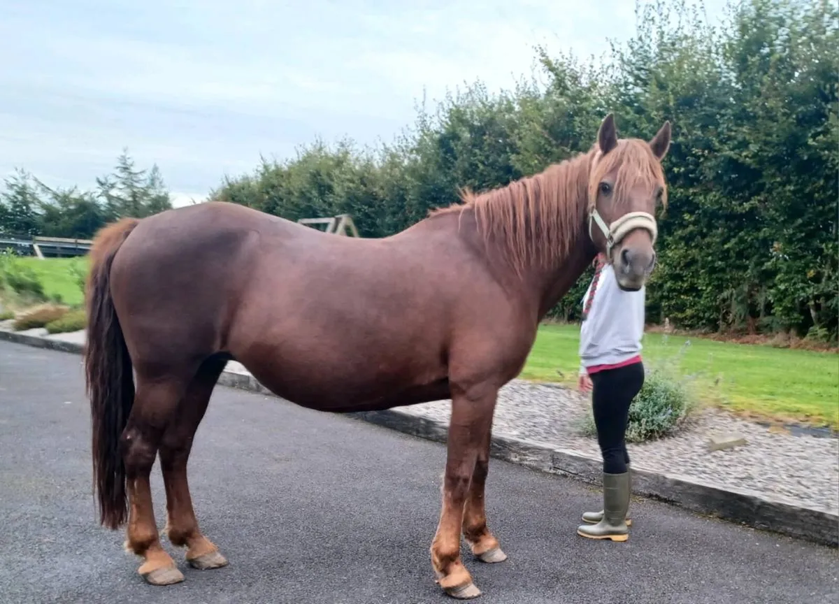 Class 1 Chestnut Connemara Mare - Image 2
