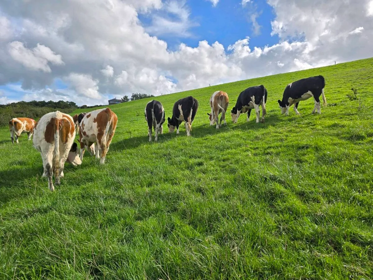 13 fleckvieh Heifers - Image 1