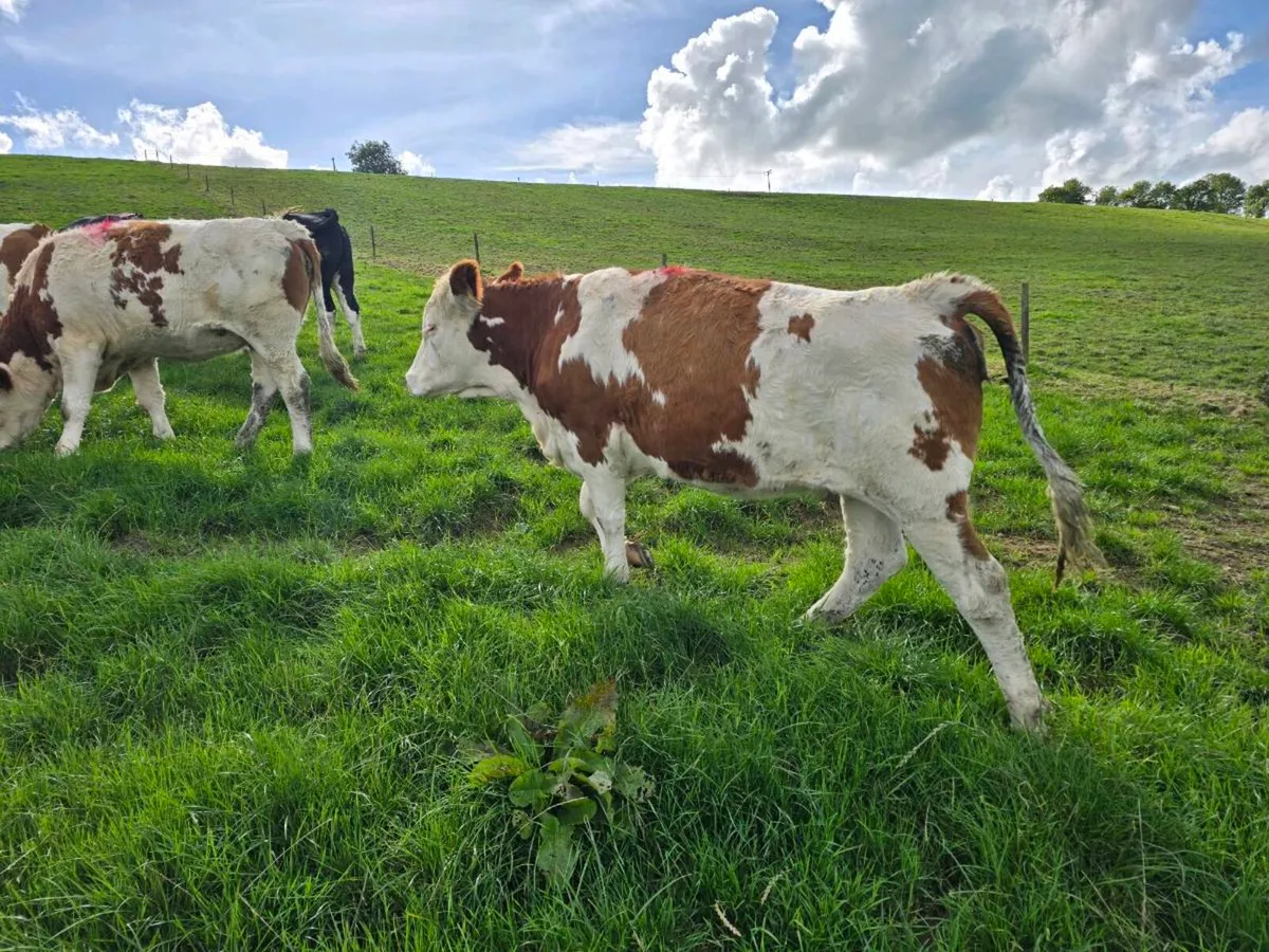 13 fleckvieh Heifers - Image 2
