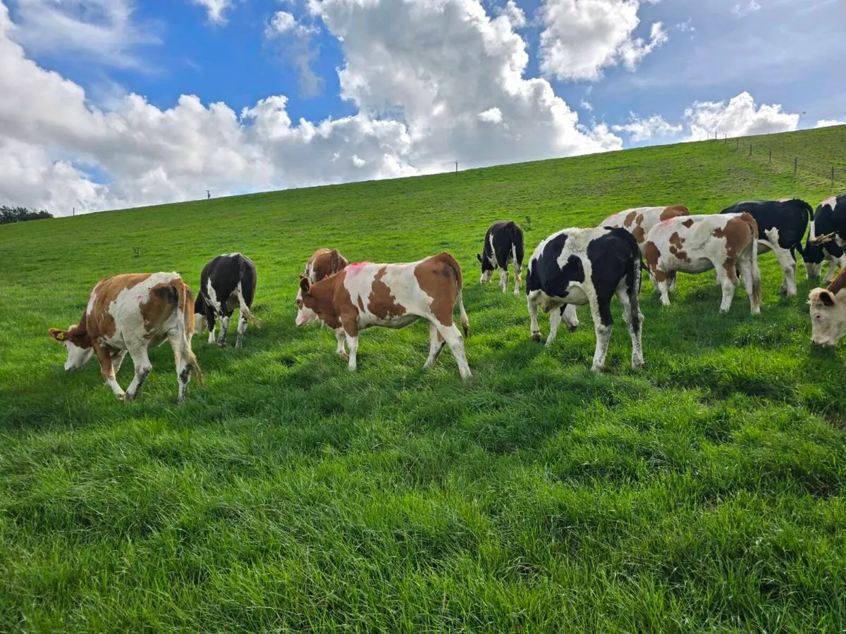 13 fleckvieh Heifers - Image 3