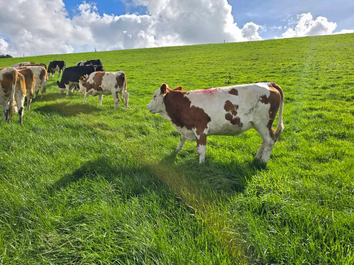 13 fleckvieh Heifers - Image 4