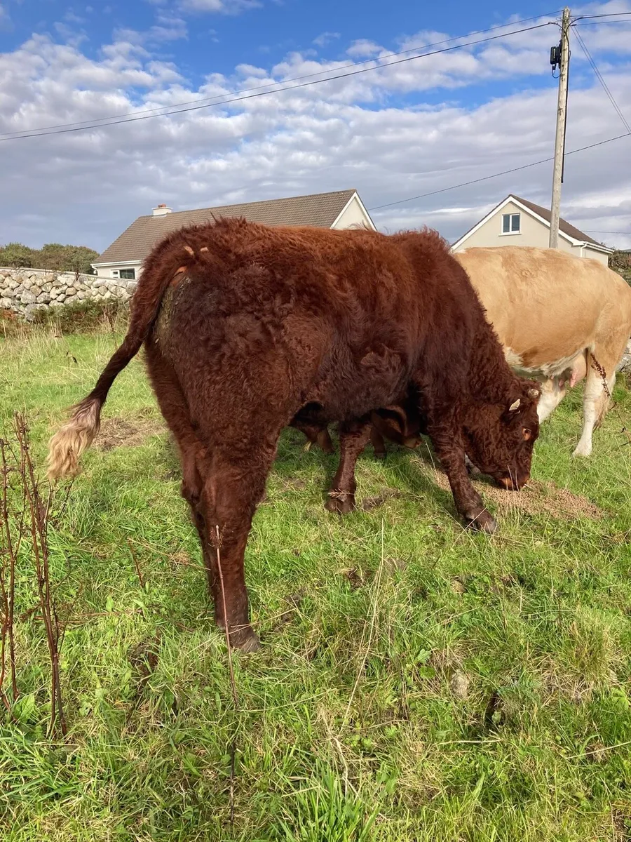 Pedigree Saler Bull - Image 1