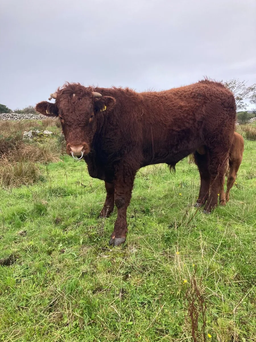 Pedigree Saler Bull - Image 2