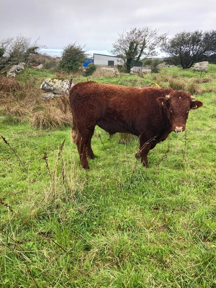 Pedigree Saler Bull - Image 3