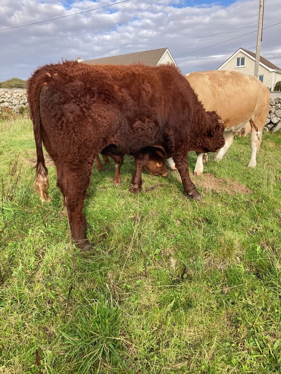 Pedigree Saler Bull - Image 4