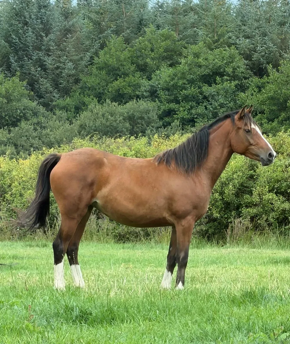 Beautiful pony - Image 1