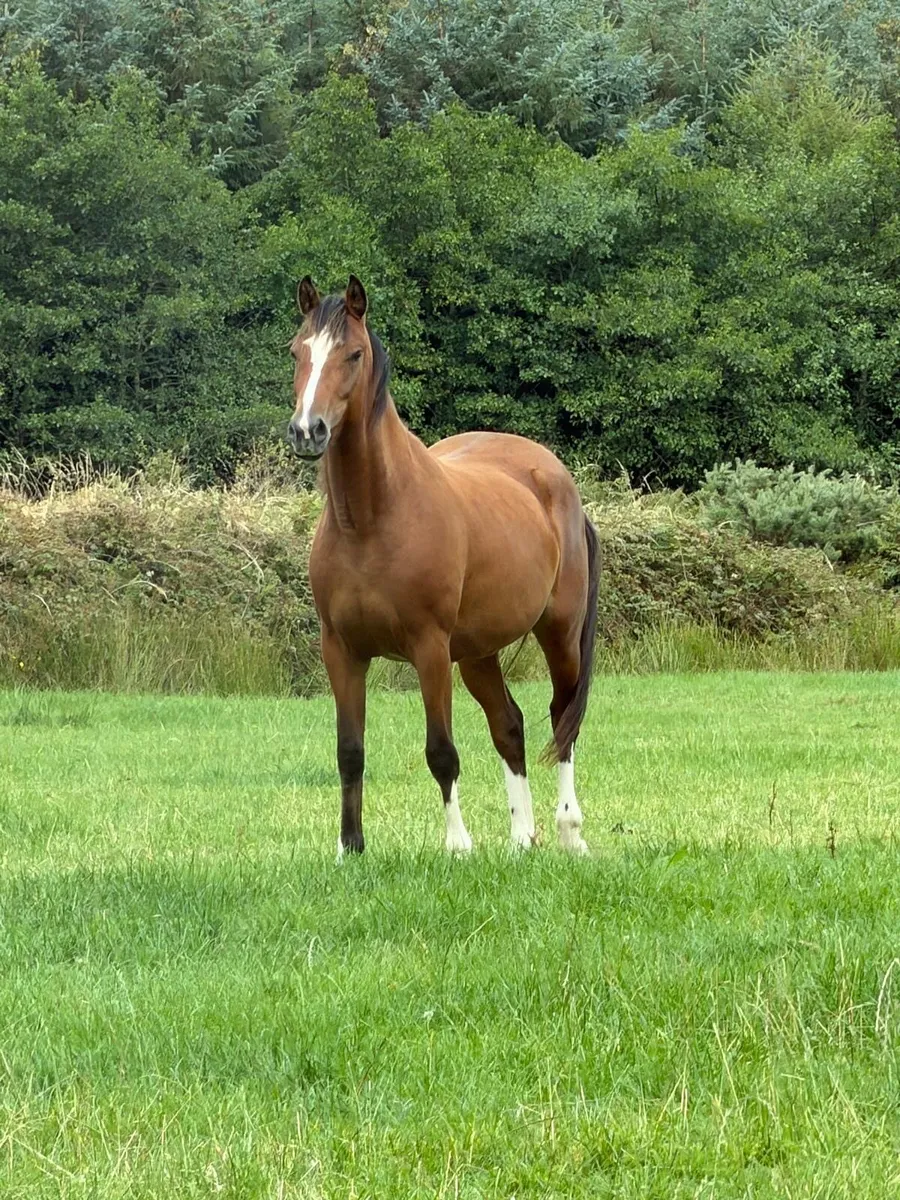 Beautiful pony - Image 2