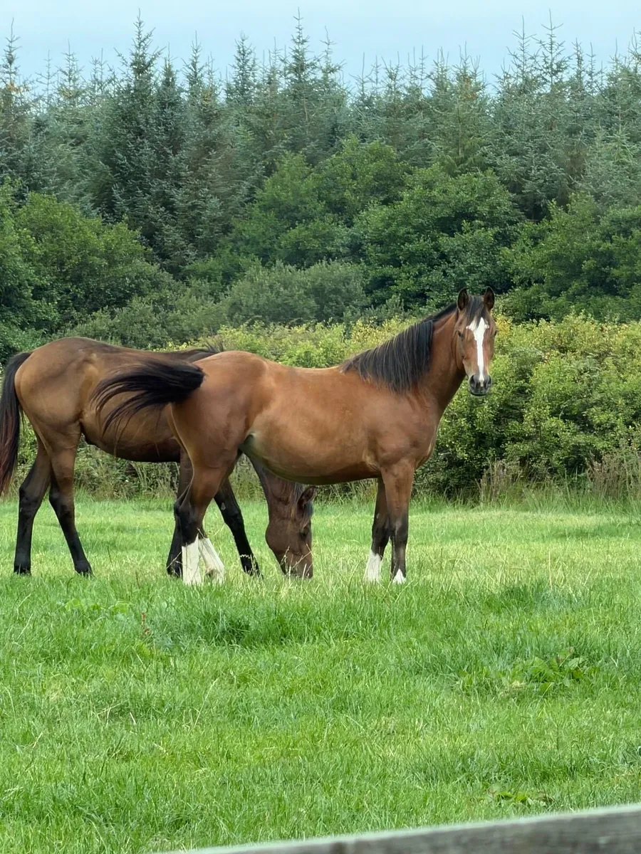 Beautiful pony - Image 3