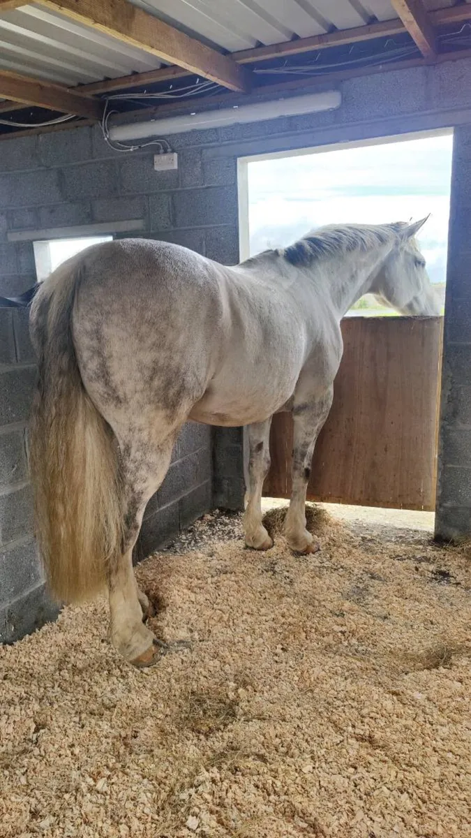 Livery | Stable + Field for Rent - Image 1