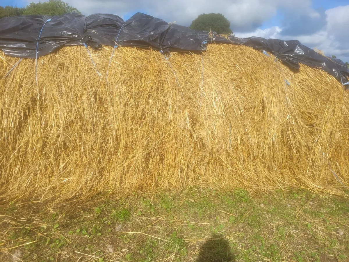 Straw for thatching