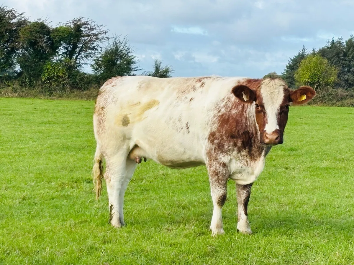 Springers - Image 4