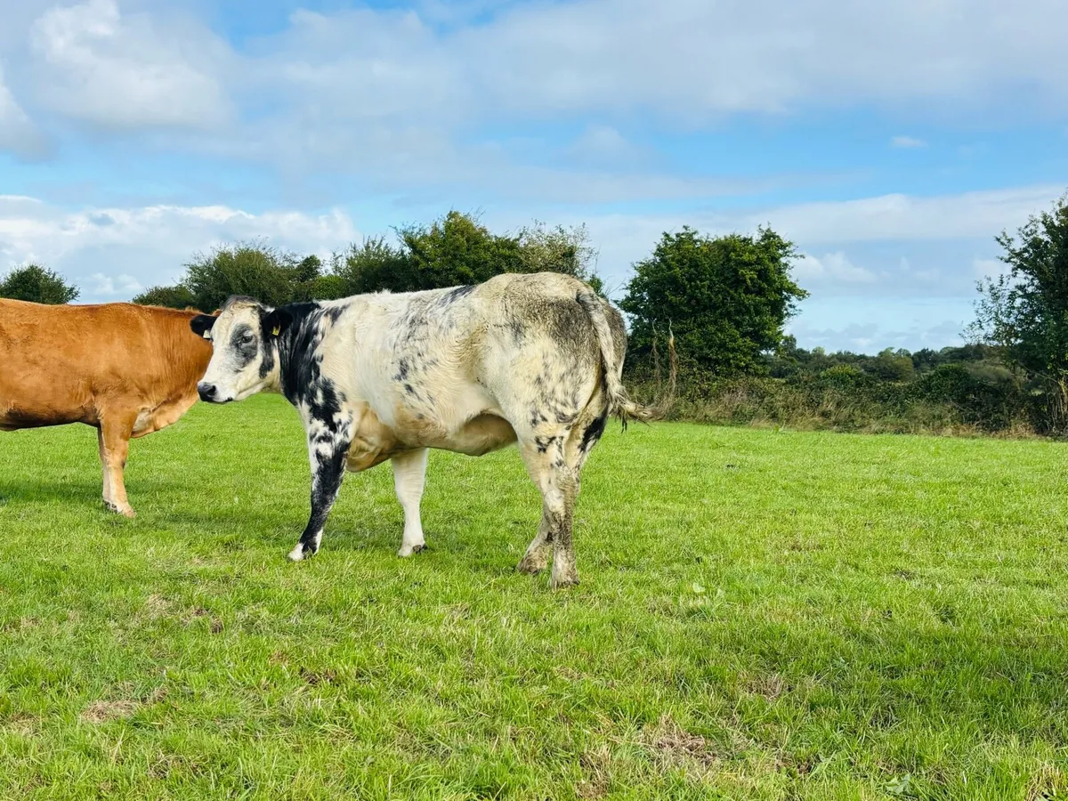 Springers - Image 3
