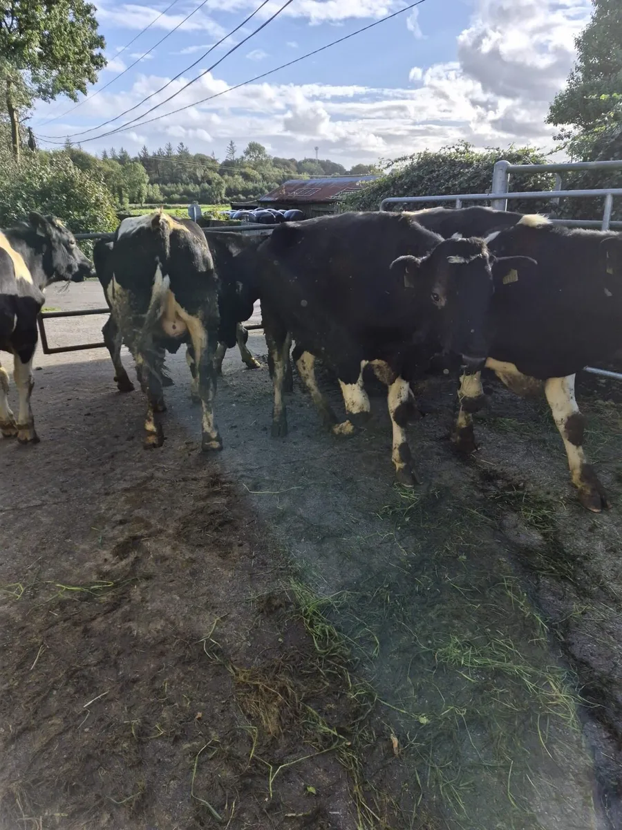 14 home bred friesian bulls for sale - Image 1