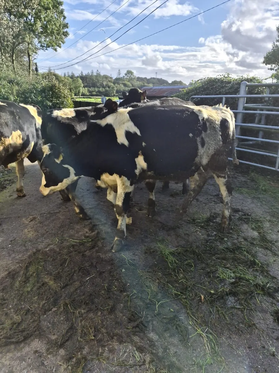 14 home bred friesian bulls for sale - Image 2