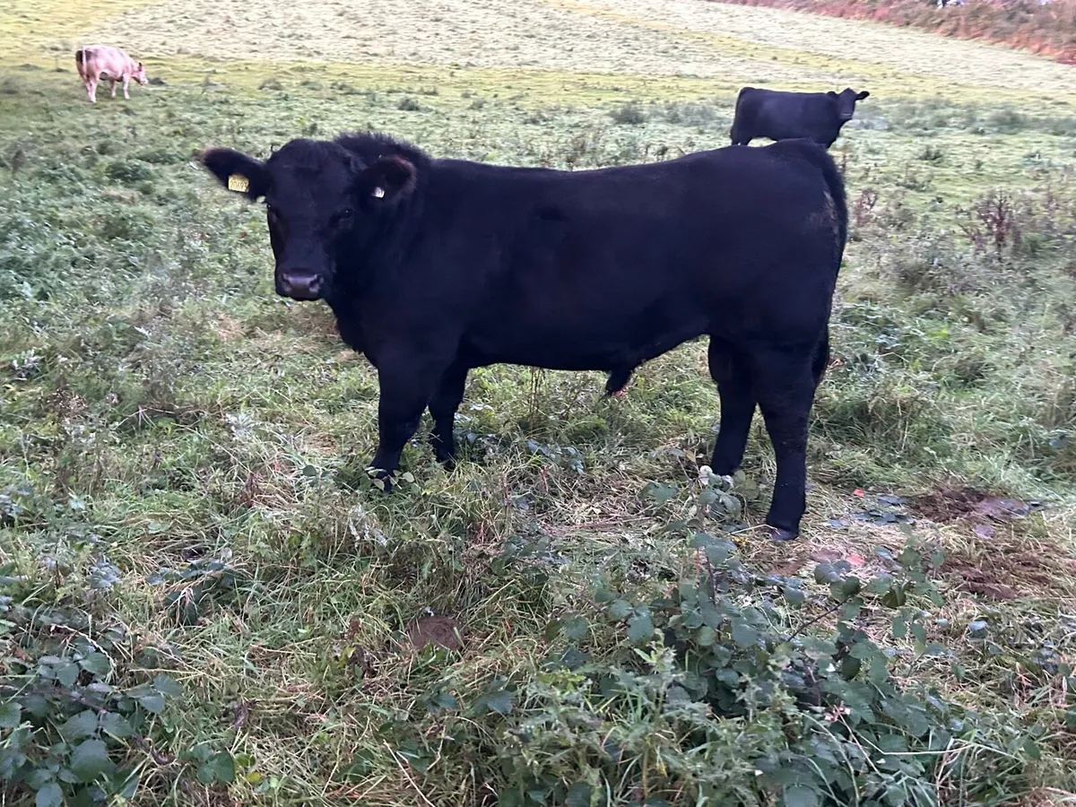 Pedigree Angus bull - Image 1
