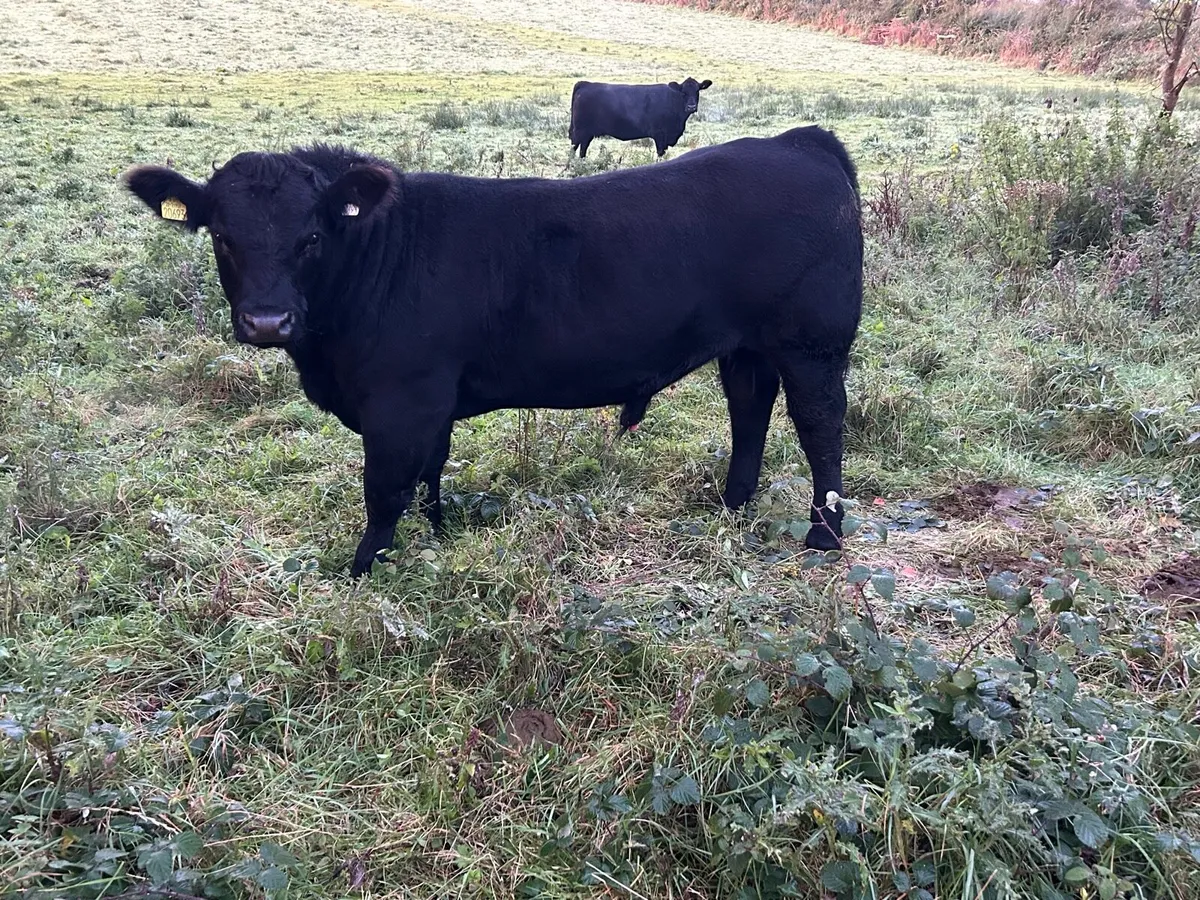 Pedigree Angus bull - Image 2