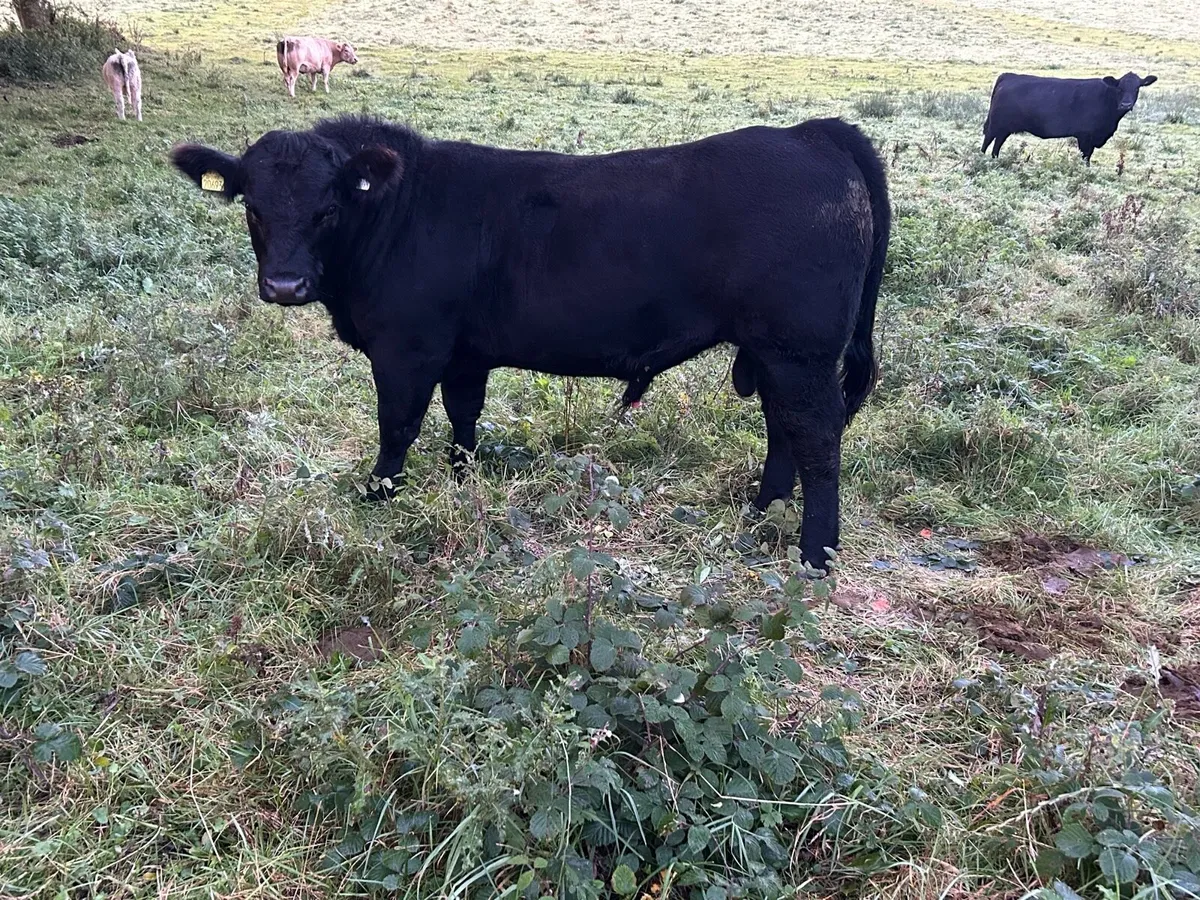 Pedigree Angus bull - Image 3