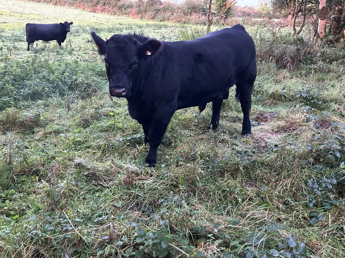 Pedigree Angus bull - Image 4