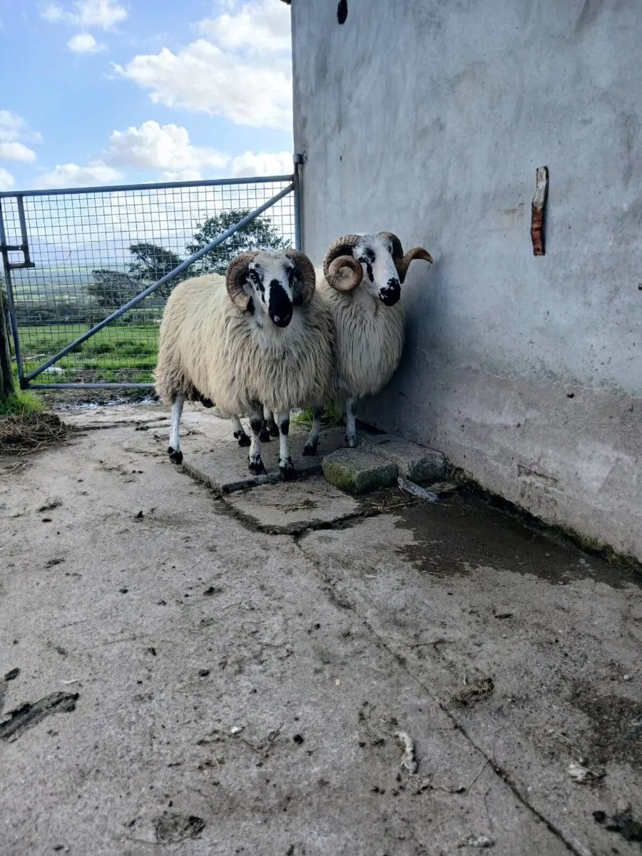 Scotch hogget rams - Image 1