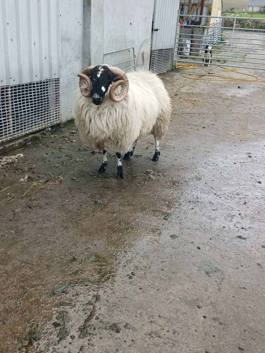 Scotch hogget rams - Image 2