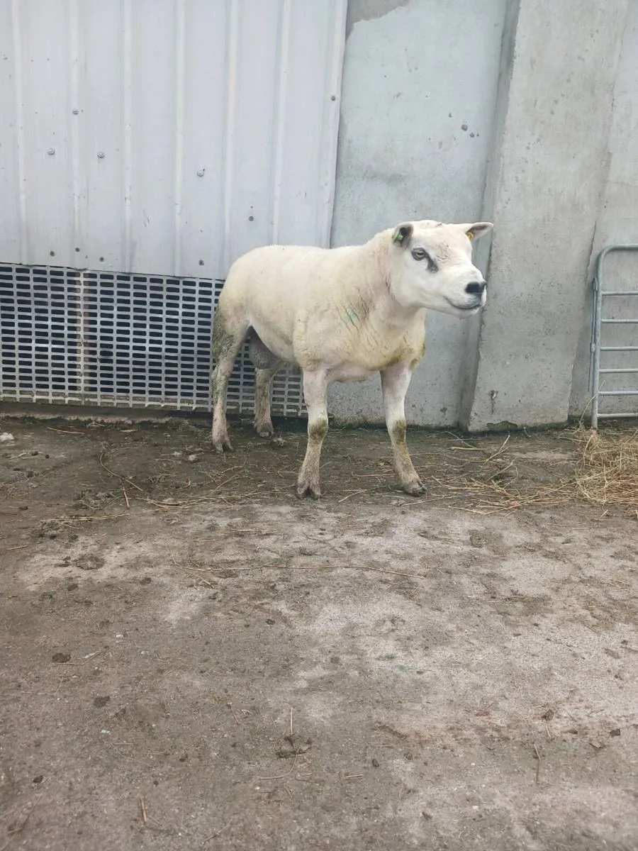 2 year old pidgree texel ram - Image 1
