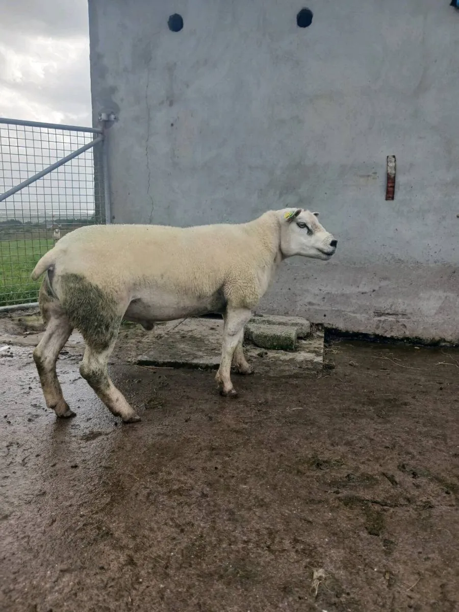 2 year old pidgree texel ram - Image 2