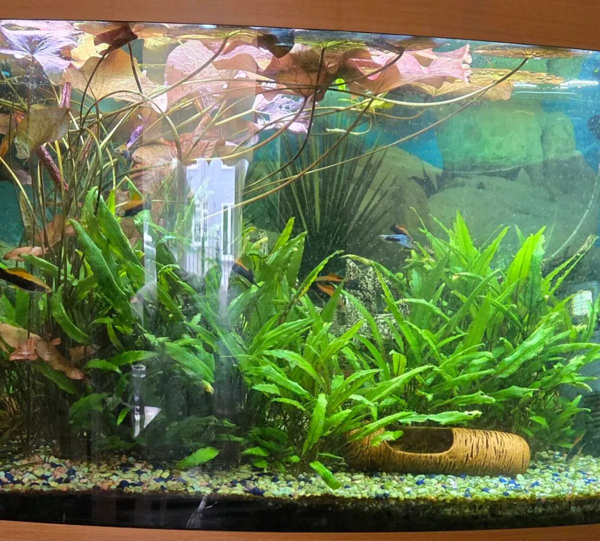 Aquarium plants