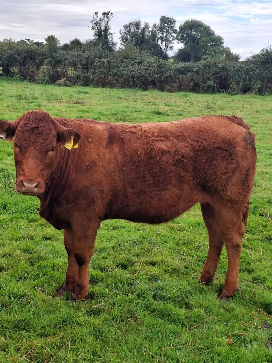 Livestock for sale Gort mart 1st October - Image 2