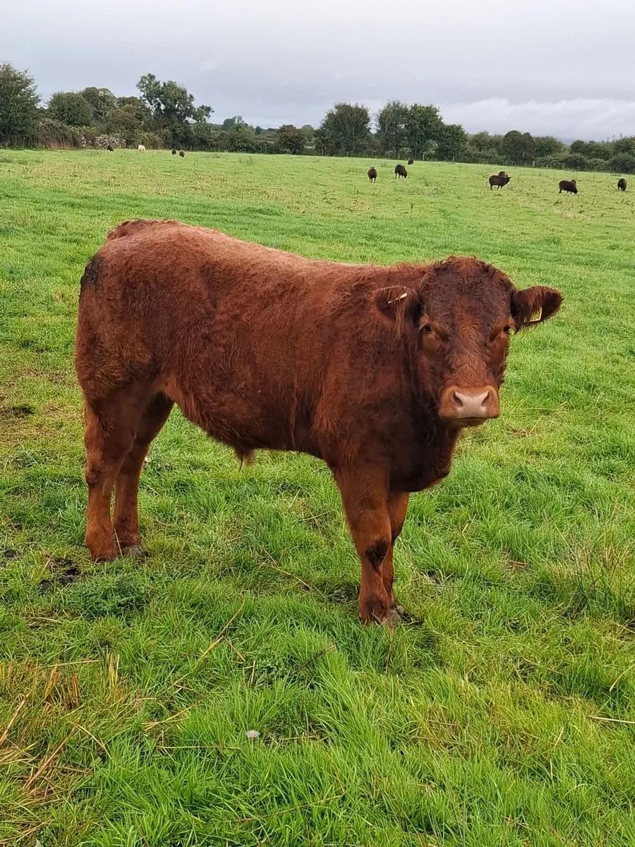 Livestock for sale Gort mart 1st October - Image 3