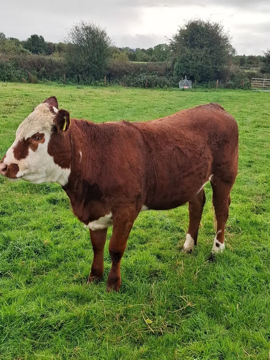 Livestock for sale Gort mart 1st October - Image 1