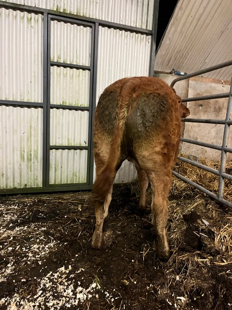 Heifer Weanling for Balla Tomorrow - Image 4