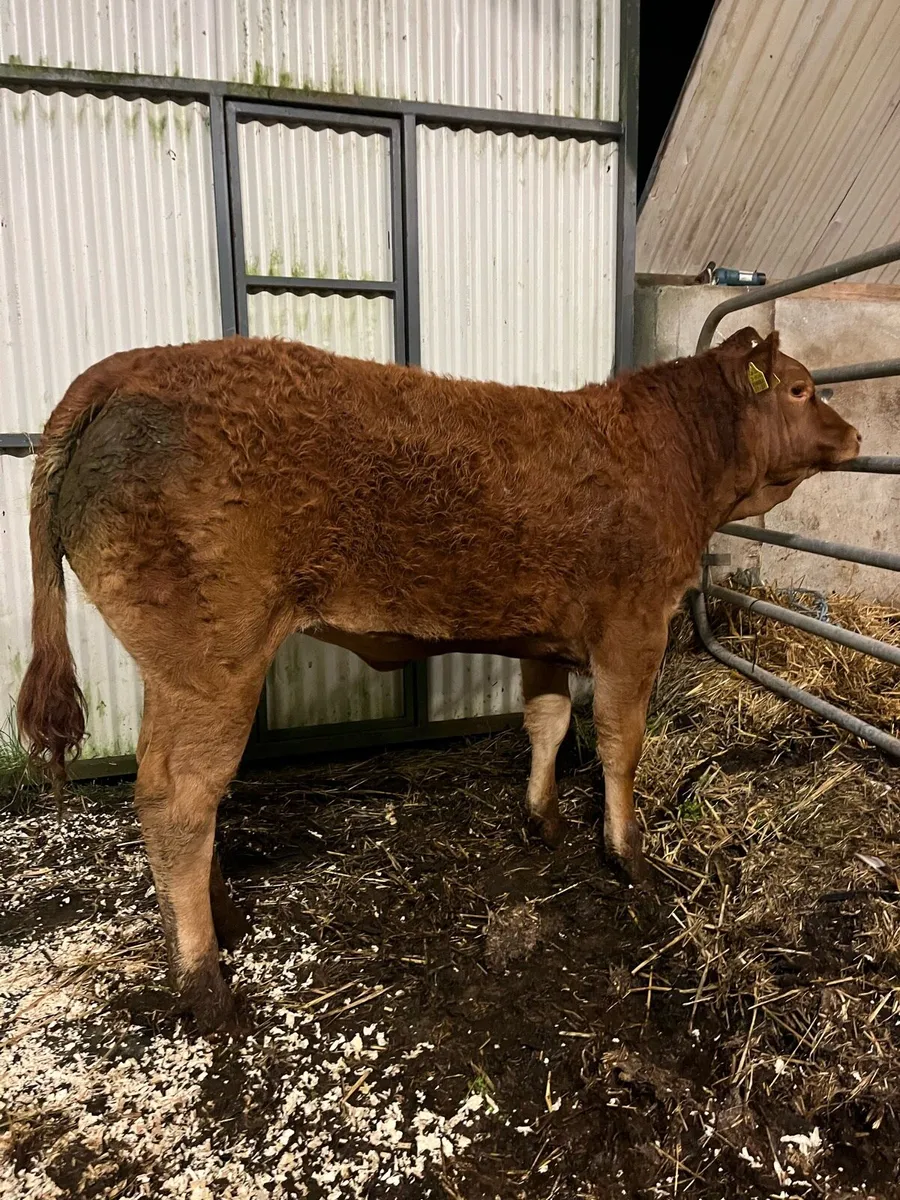 Heifer Weanling for Balla Tomorrow - Image 1