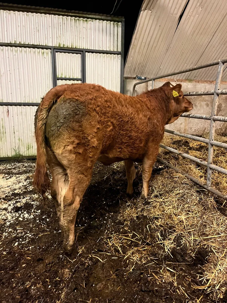 Heifer Weanling for Balla Tomorrow - Image 2
