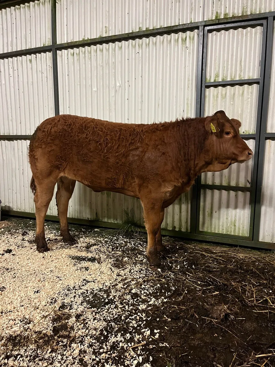 Heifer Weanling for Balla Tomorrow - Image 3