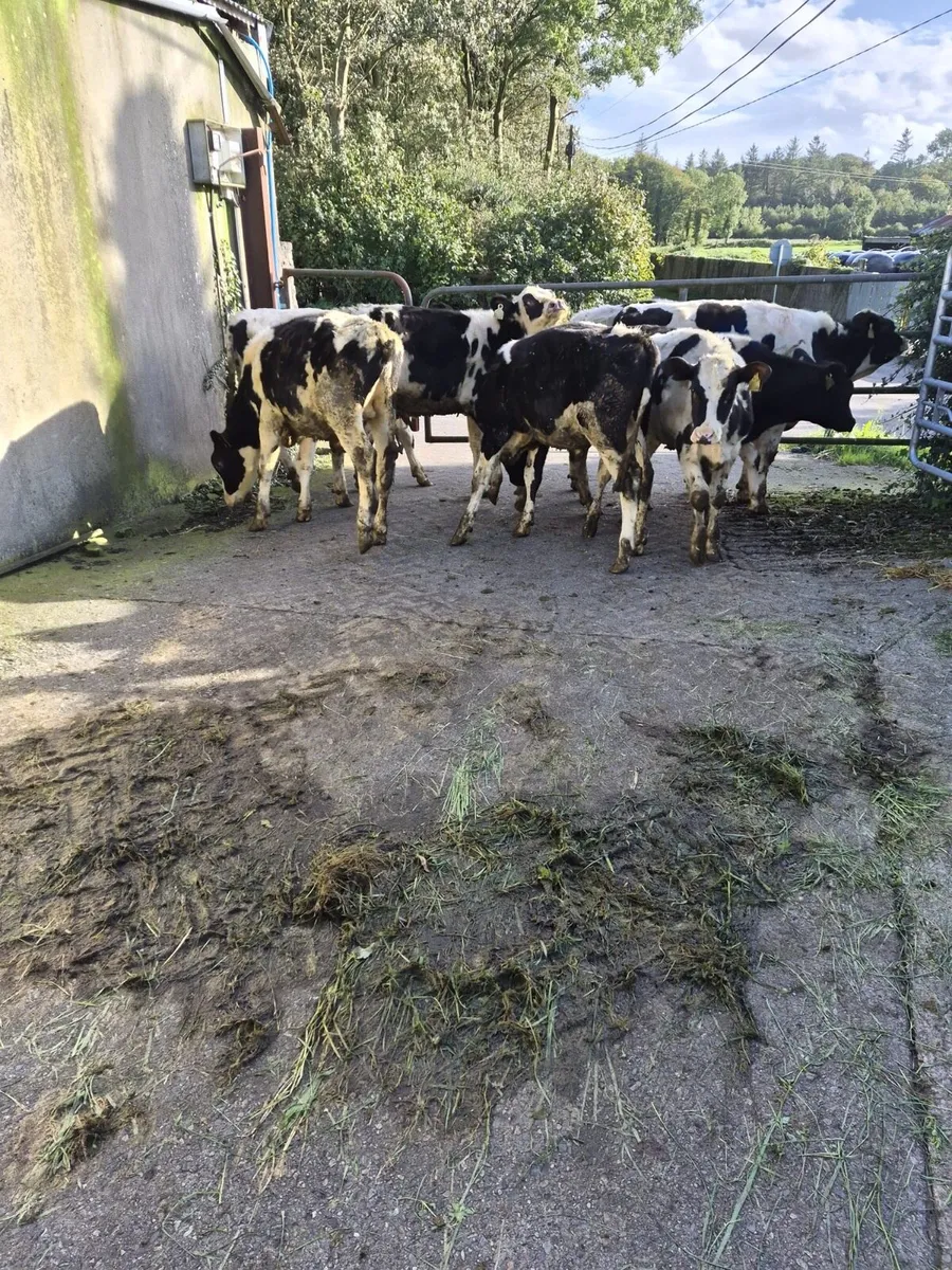 12 super Homebred friesian bulls for sale - Image 1