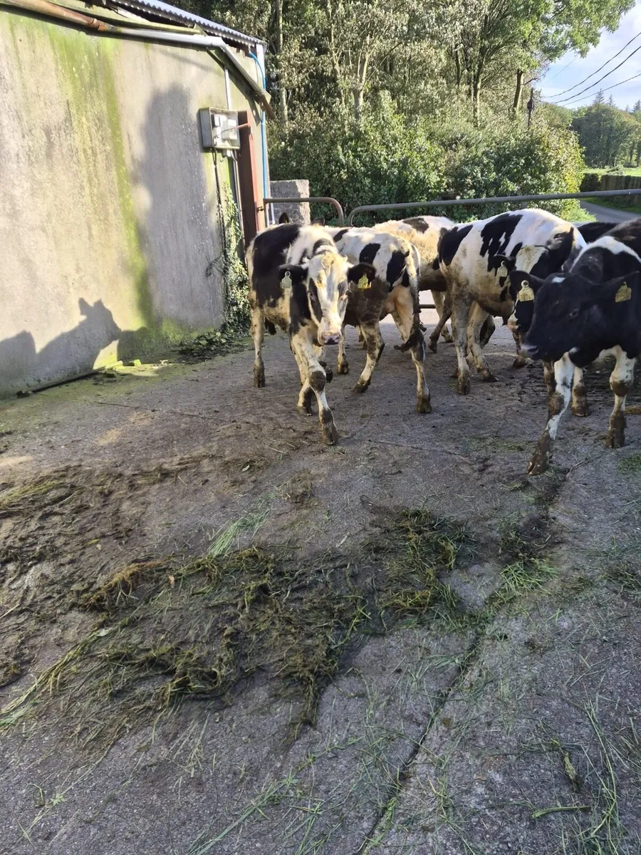 12 super Homebred friesian bulls for sale - Image 2