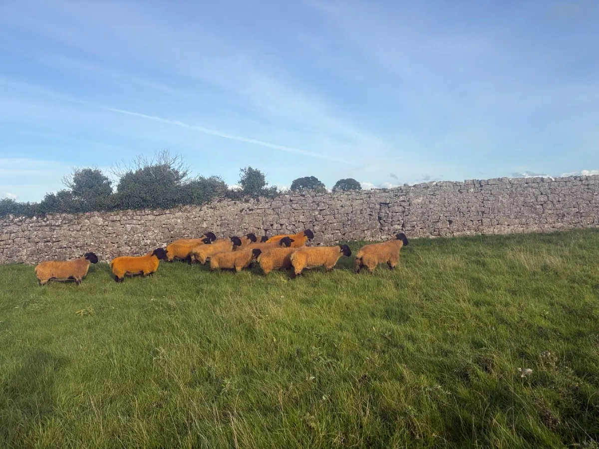 Pedigree registered suffolk ram lambs - Image 1