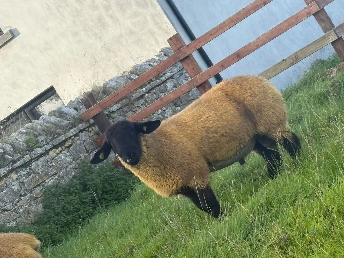 Pedigree registered suffolk ram lambs - Image 2