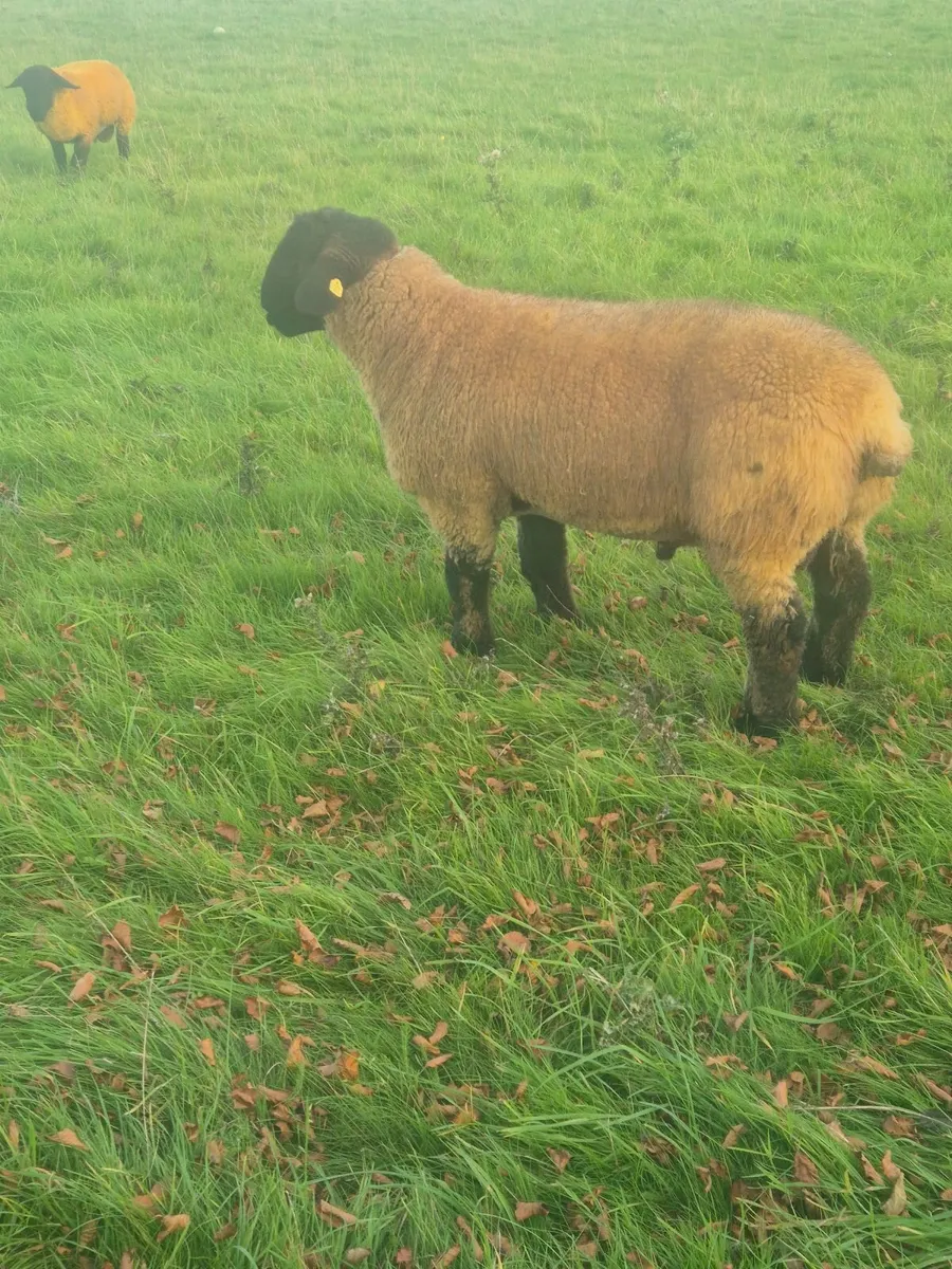 Pedigree registered suffolk ram lambs - Image 3