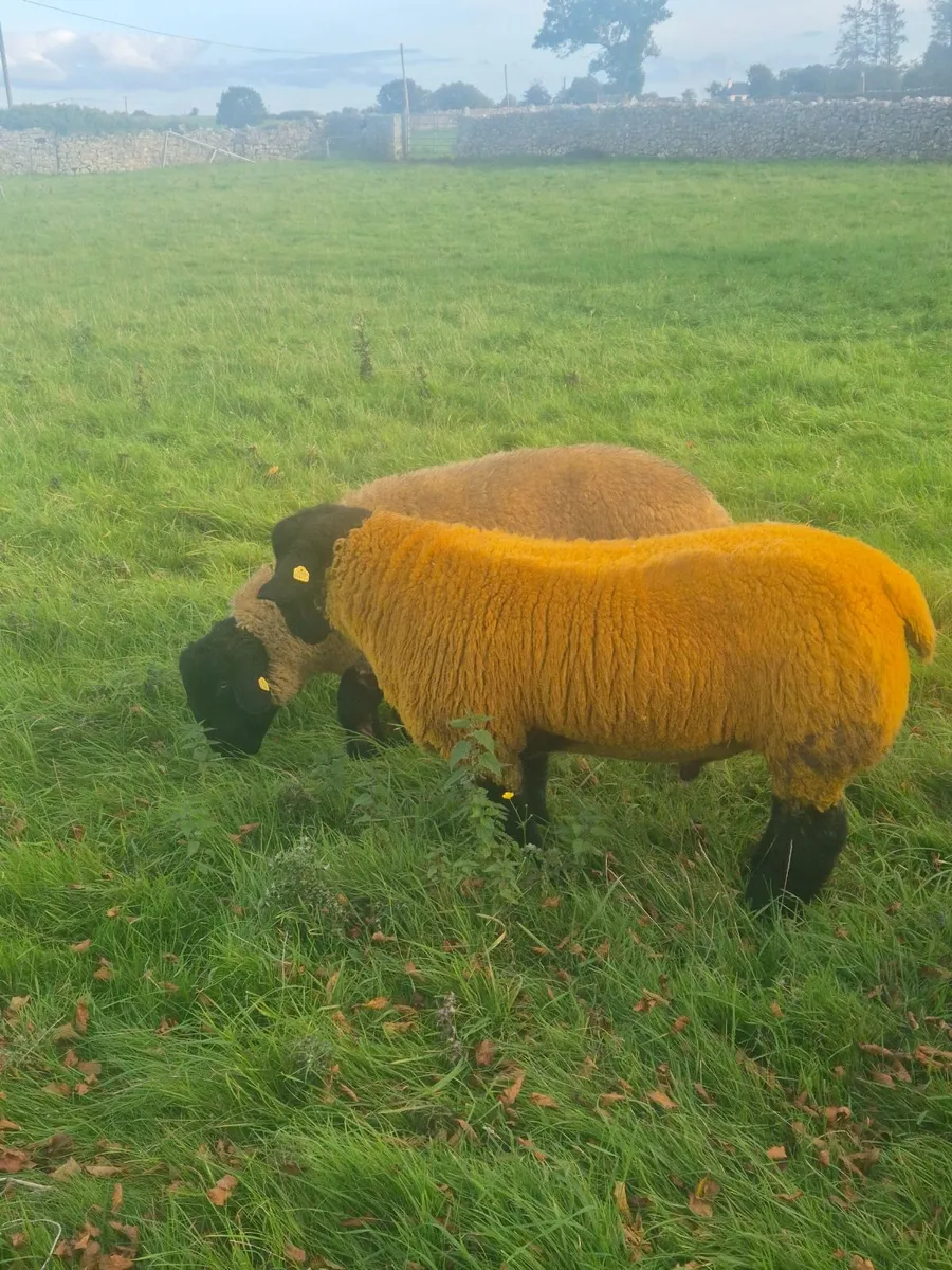 Pedigree registered suffolk ram lambs - Image 4