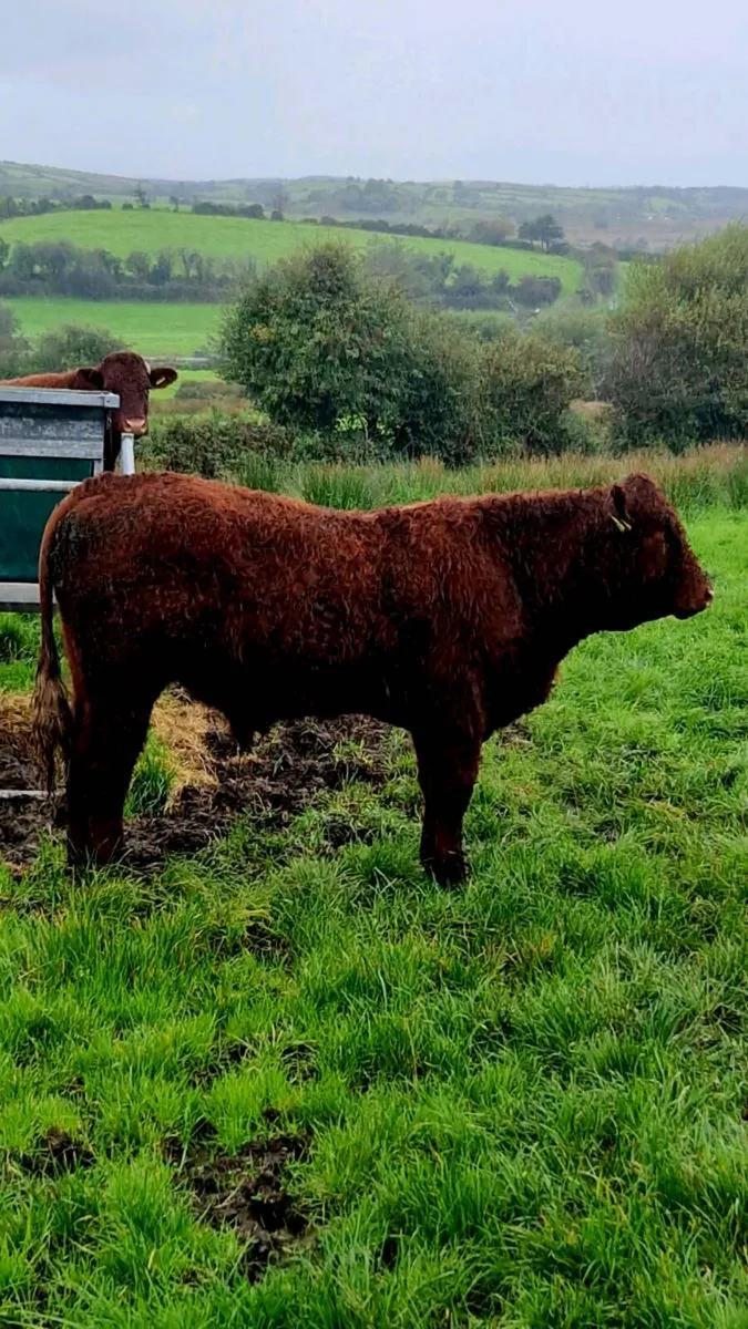 Saler bull - Image 1
